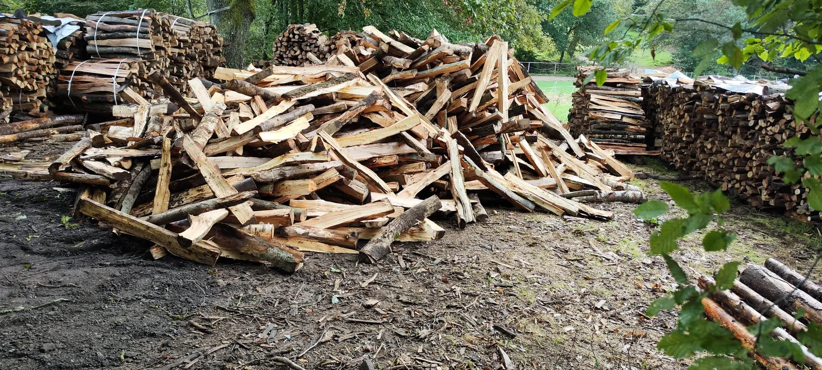 Großer Haufen frisch gespaltenen Hartholzes auf dem Holzplatz, dahinter gebündelte Ware